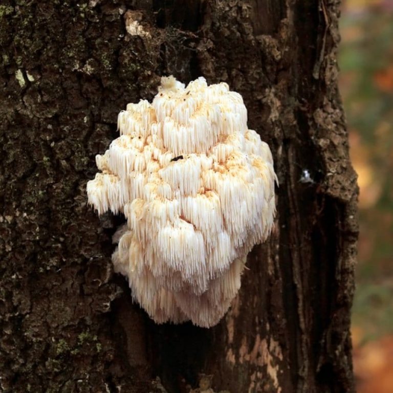 Lions Mane mushrooms