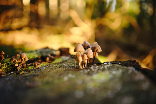 Mushrooms for creativity