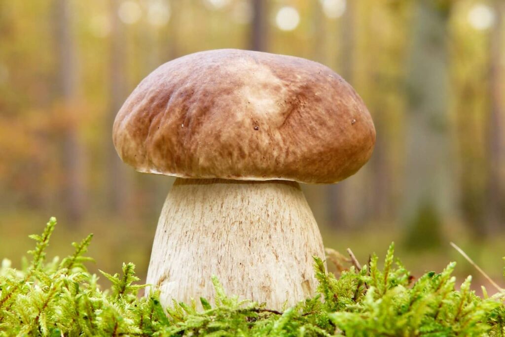mushroom mind