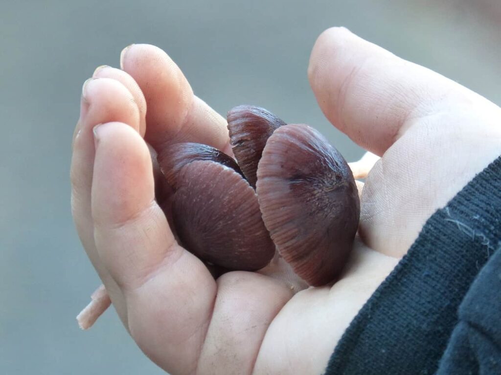 mushroom in hand