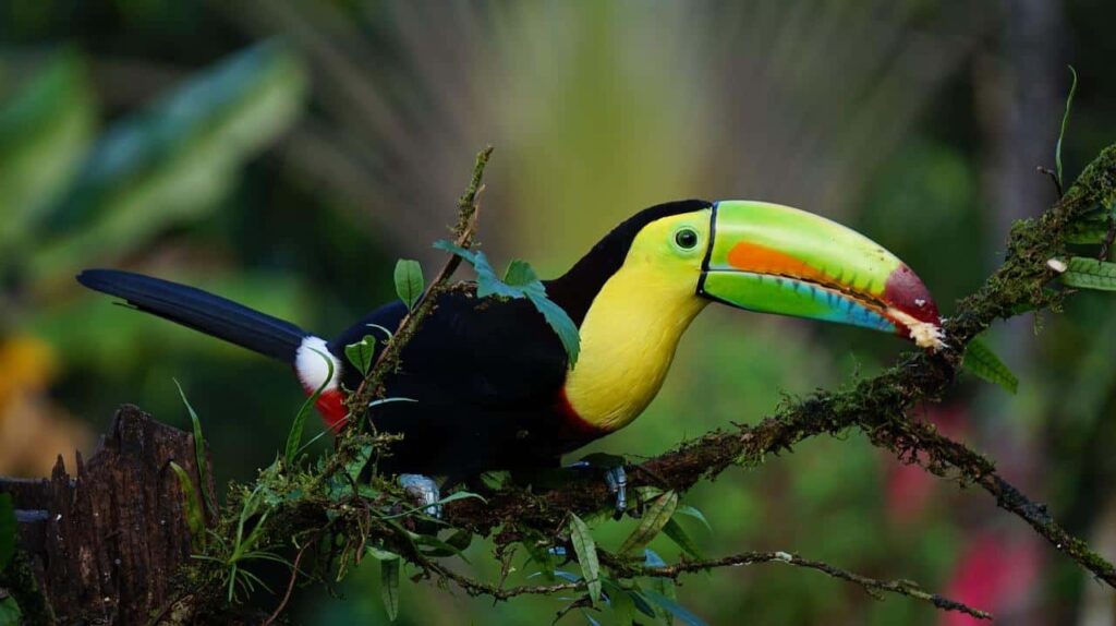 costa rica billed toucan